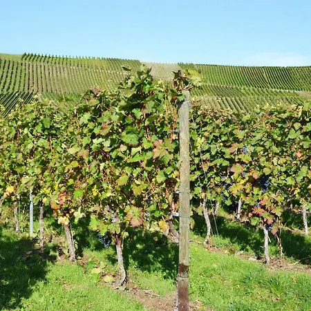 Gaestehaus Weingut Mathy-schanz * Osann-Monzel